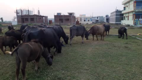 Buffalos are Grazing and making fun with each others