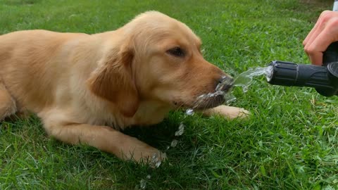 Golden Retriever Young Dog Laying on Grass Drinking Water from Hose