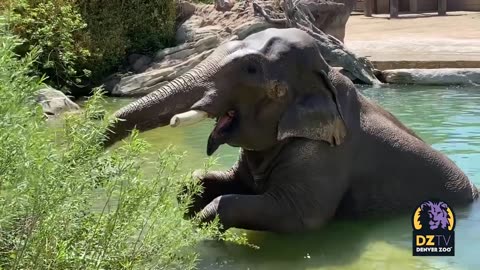 Happy Asian Elephant Awareness Month!