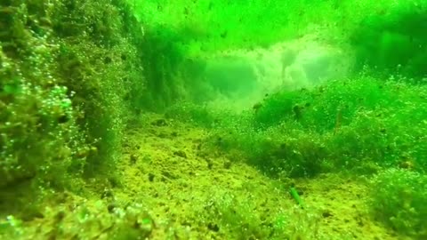 Nature video underwater