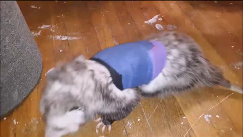 Opossum Needs Help Again, Part III