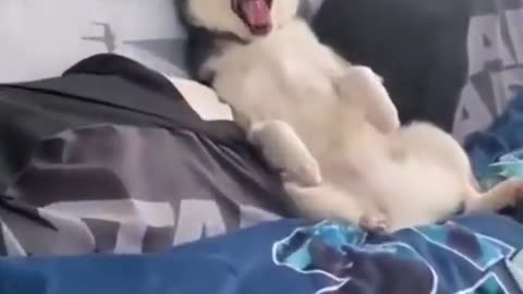 HUSKY DOG CHILLING IN BED