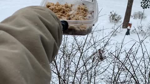 a compilation of "birds landing on my hand/feeder to eat" videos