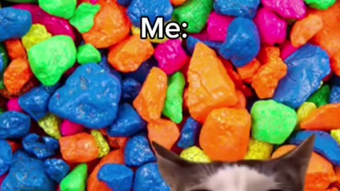 Unusual cat meme compilation 13 😎🤣🤭😹😸👍🏻 Kitty memes #memes #cat #catlife #catlover #viral #funny