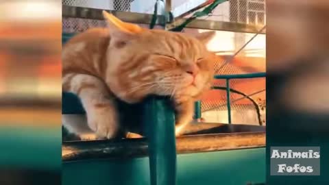 Funny Animal Videos 😻 Cat and Dog 🐶 Try Not to Laugh 😹 Cute Animals # 9