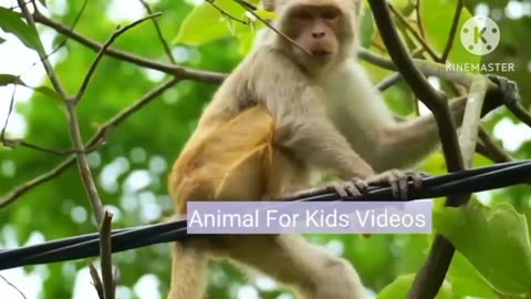 Animal videos for kids