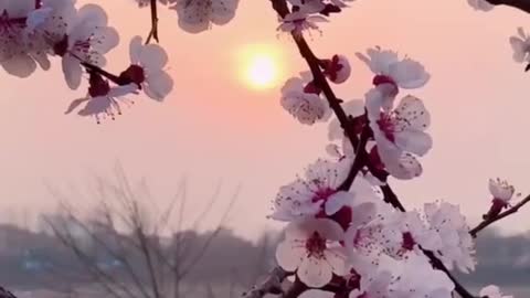 Will such a beautiful peach blossom make your mood happy?