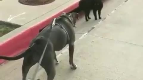coward dog afraid from a black cat 😹