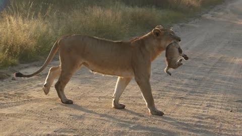 Lioness safely carries cub across road