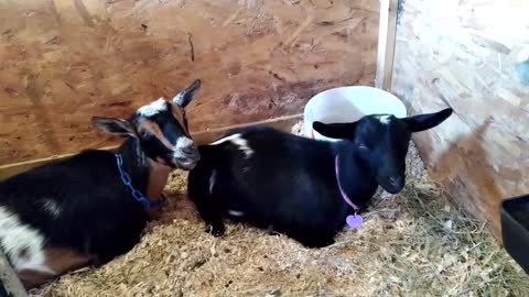 Nigerian Dwarf Goat Does and Doelings Chewing Their Cud