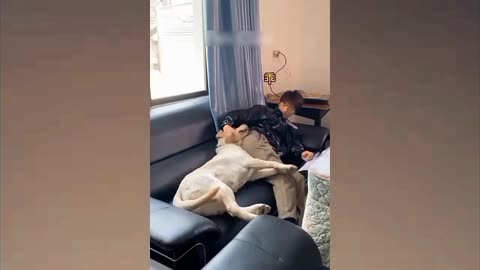 Fart prank on dog..his reaction said it all🤣