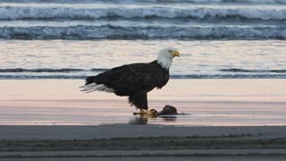 Two Bald Eagles Eating on the Beach