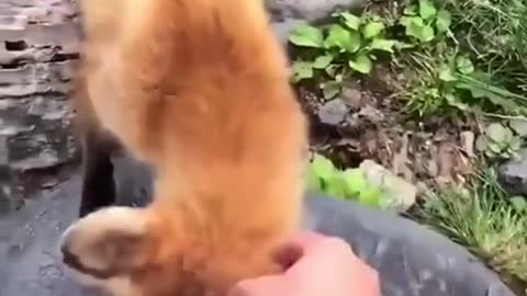 Funny And Cute Cat