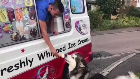 Alaskan Dog waits for the ice cream truck