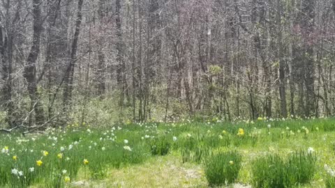 Spring break for Adults Daffodil Gardens 2022