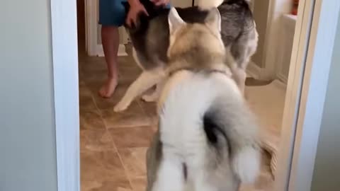 Huskies FREAK OUT After Owner VANISHES!