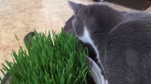 FUNNY CATS REACTION TO EATING CAT GRASS FOR THE FIRST TIME