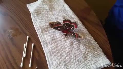 Emergency Butterfly Surgery