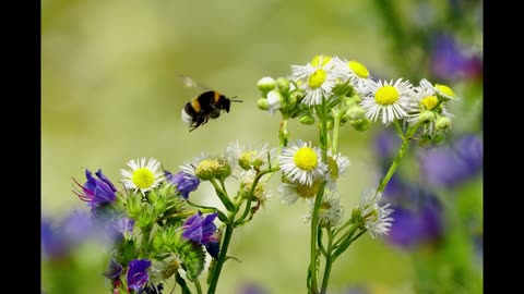 flight of the bumblebee rimsky korsakov EPIC CLASSICAL MUSIC - PIANO ALBUM 1