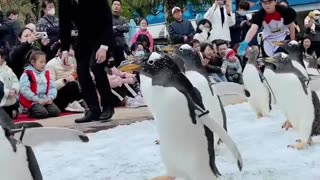 Penguins Incredible