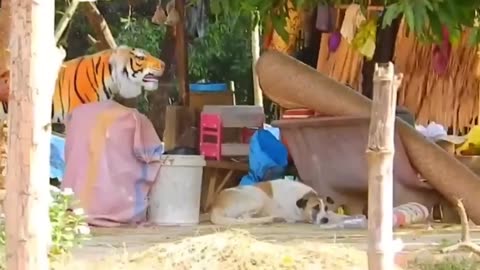 Troll Prank Dog Funny & Fake Lion 😂