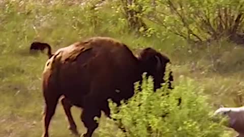 Wolves attack young buffalo