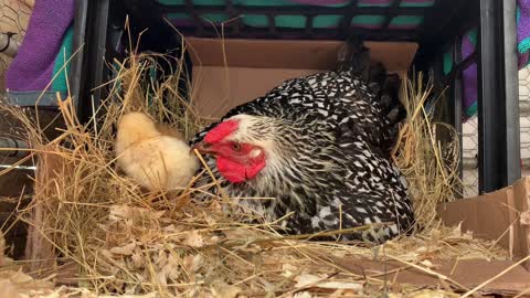 Broody Mama Hen Teaches Her First Batch of Baby Chicks