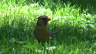 Cardinals