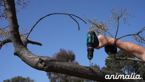 Animalia Art Australia - How to install a tree frog