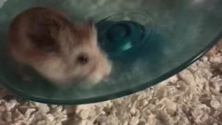 Hamster Alvin “Rambo”🐹