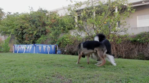 Dogs Playing Two Pets Animals