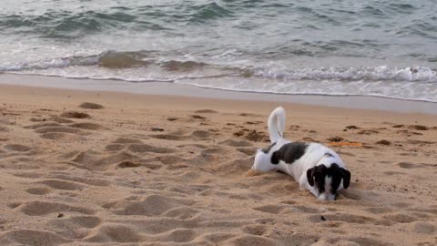 beach dog rolling