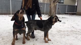 Pair of dogs love to sing their hearts out