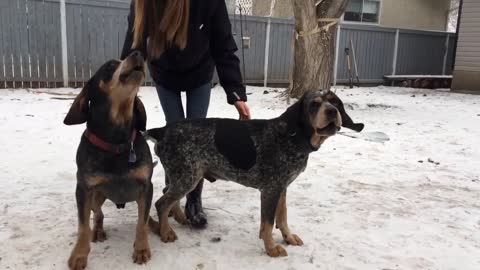 Pair of dogs love to sing their hearts out