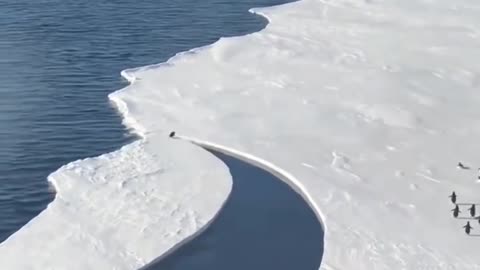Not Your Boring Wildlife Doc: The Great Penguin Ice Escape!