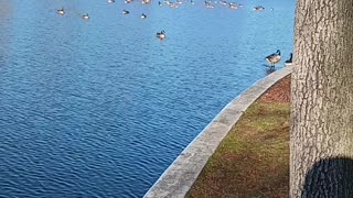 Ducks kissena park