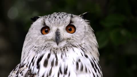 Owl Animal