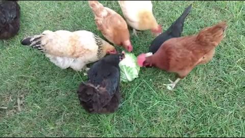 A herd of chickens attack a cabbage