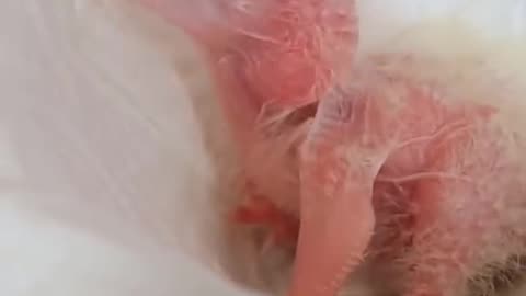 Cute Baby Macaw Growth😱😱 #Shorts