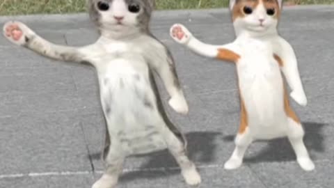 Funny cat dance.. Funny shorts cat video 2022