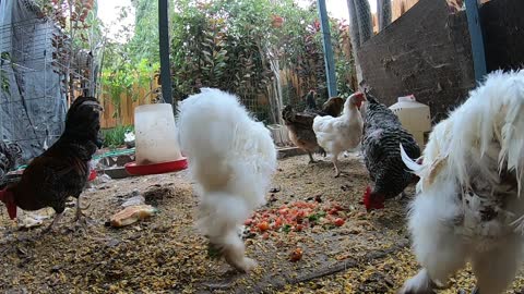 Backyard Chickens Snacking On Food Scraps Sounds Noises ASMR Hens Clucking Roosters Crowing!