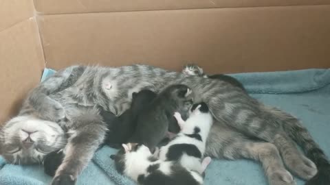 4 day old kittens fighting for milk (rawr)