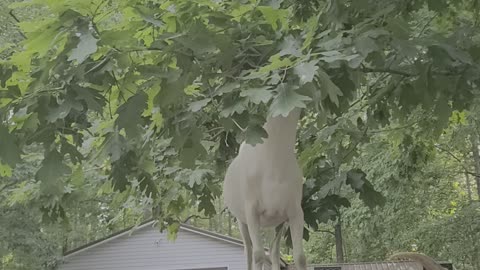 Goat Climb on Car to Reach Tree Branch
