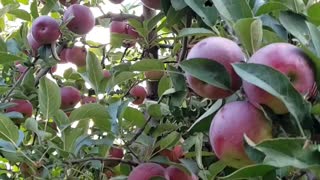 Harvesting and slicing Apple #apple