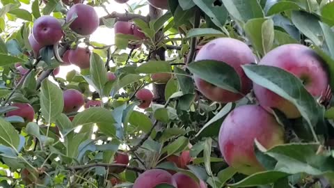 Harvesting and slicing Apple #apple