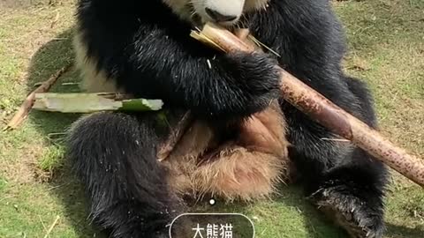 giant pandas