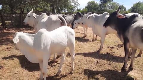 Cows communing with nature