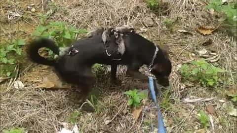 Dog Gives A Ride To Some Unusual Friends