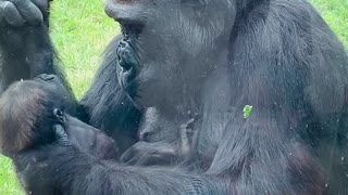 Mother Gorilla Shows off Baby at Calgary Zoo