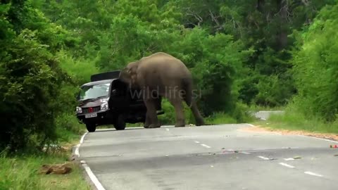 Fearless Woman # Wild Elephant # Attack